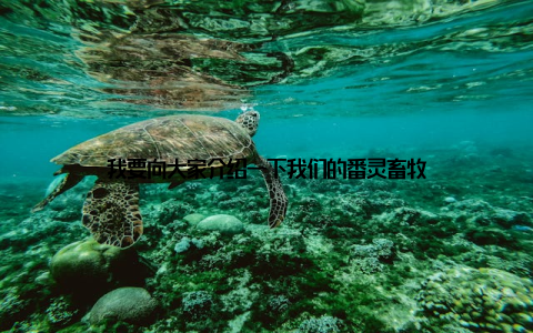 我要向大家介绍一下我们的番灵畜牧
