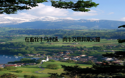 在畜牧牛马市场, 肉牛交易异常火爆