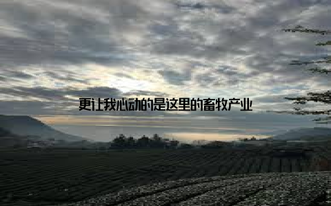 更让我心动的是这里的畜牧产业